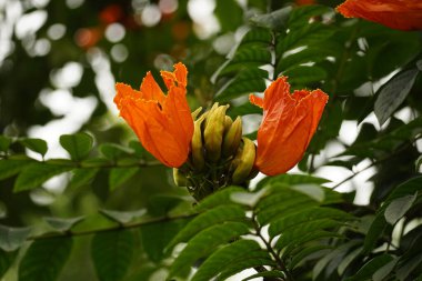 Bahçedeki Spatthodea Campanulata çiçeğinin yakın çekimi.