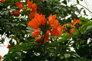 Bahçedeki Spatthodea Campanulata çiçeğinin yakın çekimi.