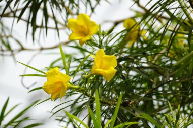 Bahçedeki güzel çiçek