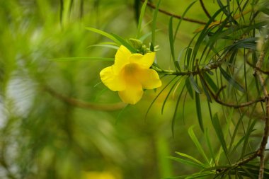 Bahçedeki güzel çiçekler