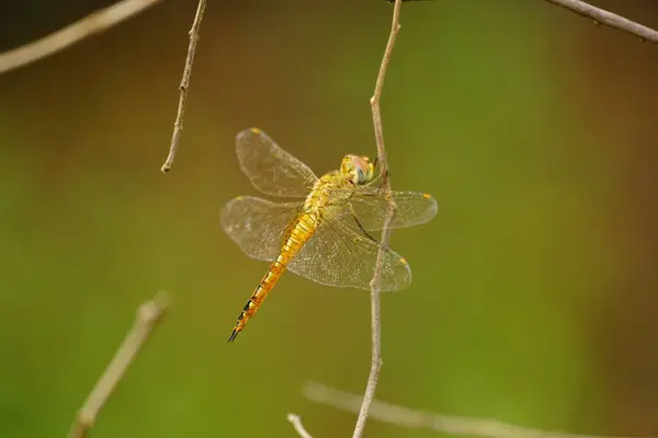 Yusufçuk böceği, flora ve fauna