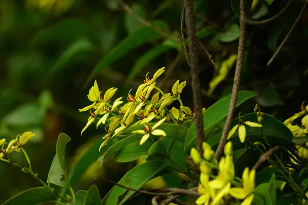 Tristellateia australasiae çiçeğinin yakın çekimi