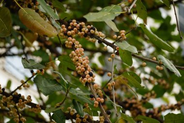 Bir ağaçta olgun ceviz