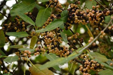 Kahve ağacı ve meyve.
