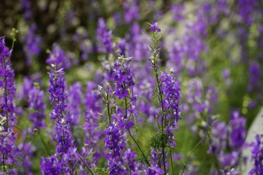 Çiçek açan mor menekşelerin yakın çekimi