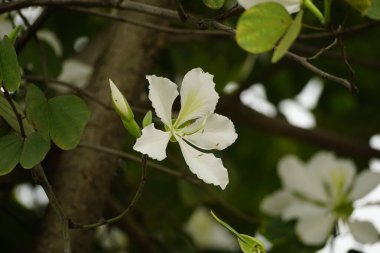 Bahçede büyüyen güzel çiçekler