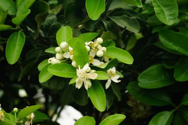 Citrus grandis çiçeğinin yakın çekimi