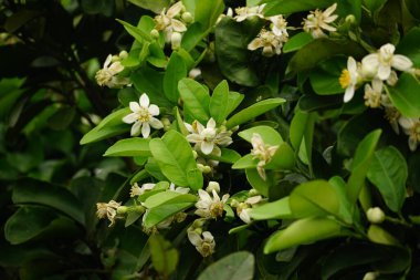 Citrus grandis çiçeğinin yakın çekimi