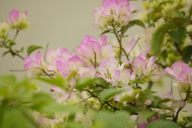 bougainvillea çiçek yakın çekim
