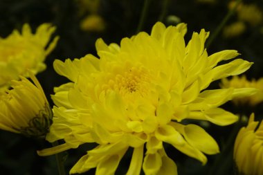 Kasımpatı bahçedeki çiçek açan çiçekleri yakından çek.