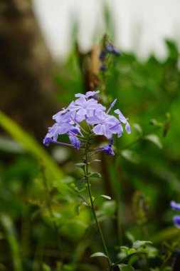 Bahçedeki tombul çiçeklerin yakın çekimi.