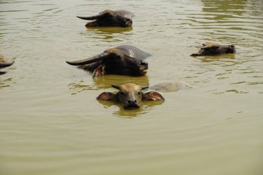 Bubalus Bubalis 'e yakın çekim