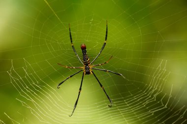 Örümceğe yaklaş.