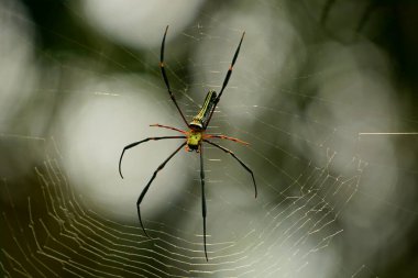 Ağaçtaki örümcek ağı