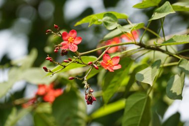 Bahçedeki Jatropha interregima çiçeğinin yakın çekimi