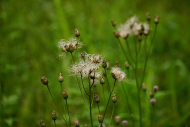 Gynura Cusimbua çiçeğinin yakın çekimi.
