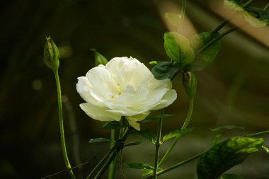 Çiçek açmış beyaz gül
