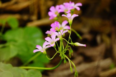 Bahçedeki trifolium çiçeklerine yakın çekim