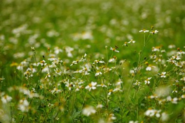 Tarladaki Bidens pilosa çiçeklerine yakın çekim