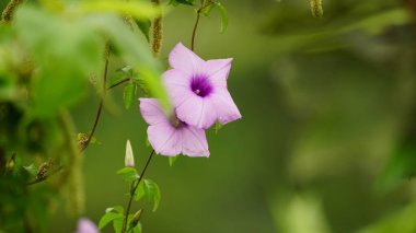 Bahçedeki güzel çiçekler