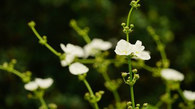 Çiçeklere yakın çekim Hygrophila Difforis, doğal duvar kağıdı