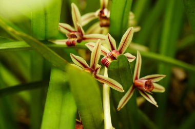 Açık havada yetişen renk bitkilerinin kapatılması