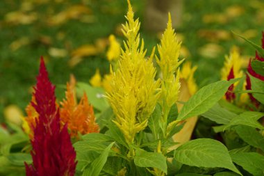 Çiçeklere yakın çekim Celosia cristata