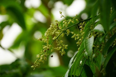 Güzel botanik fotoğrafı, doğal duvar kağıdı.