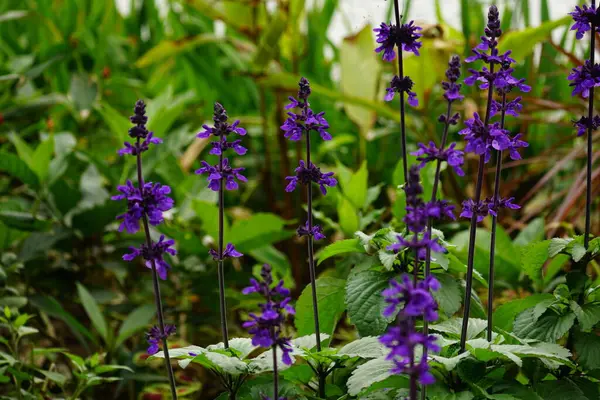 Salvia farinacea çiçeğinin yakın çekimi