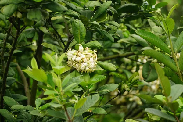Greyfurt çiçeklerine yakın çekim