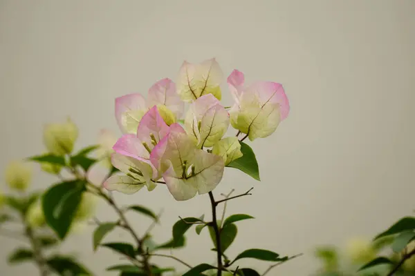 bougainvillea çiçek yakın çekim