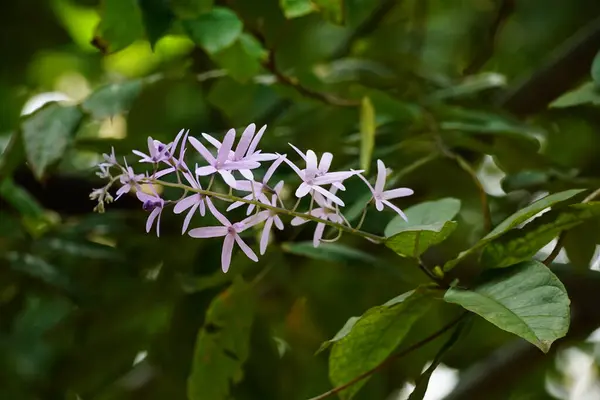 stock image Close-up of purple wreath flower - Petrea volubilis