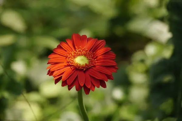 Bahçedeki güzel kırmızı gerbera çiçeği
