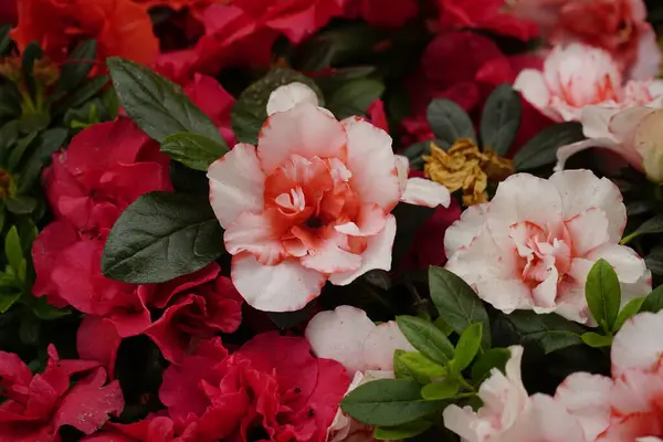 Rododendron çiçeğinin yakın çekimi