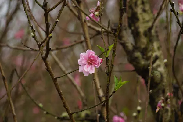 Prunus persica çiçeğinin yakın çekimi