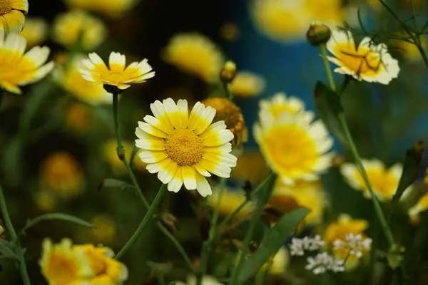 stock image Close-up of Chrysanthemum coronarium flower in the garden