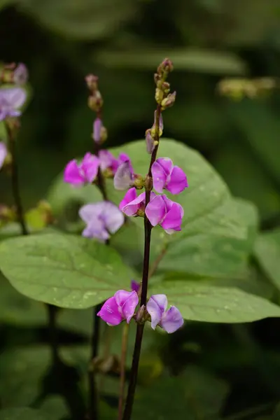 stock image Close-up of Phaseolus vulgaris flower