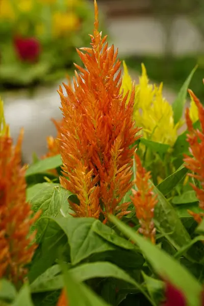 stock image Close-up of flowers Celosia cristata