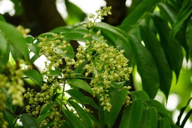 Güzel botanik fotoğrafı, doğal duvar kağıdı.