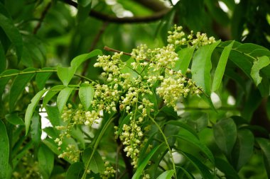 Bahçedeki bir ağacın güzel çiçekleri