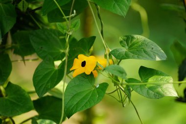 Thunbergia alata çiçeğinin yakın çekimi