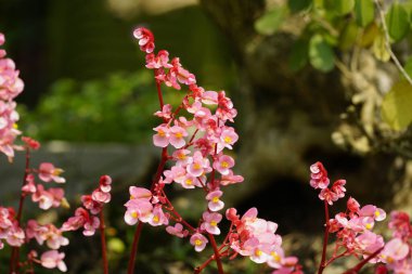 Güzel çiçekler, çiçek konsepti