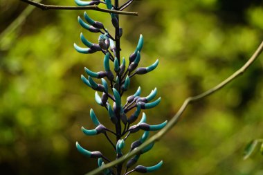 Strongylodon makroboti çiçeğinin bir ağaca yakın plan çekimi