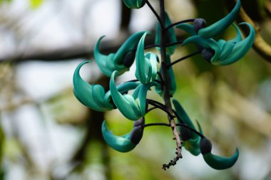 Strongylodon makroboti çiçeğinin bir ağaca yakın plan çekimi