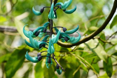 Strongylodon makroboti çiçeğinin bir ağaca yakın plan çekimi