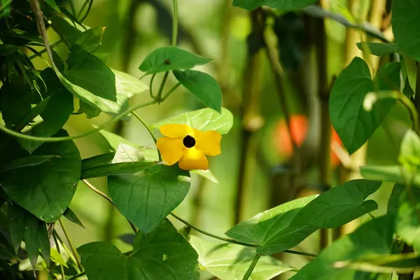 Thunbergia alata çiçeğinin yakın çekimi