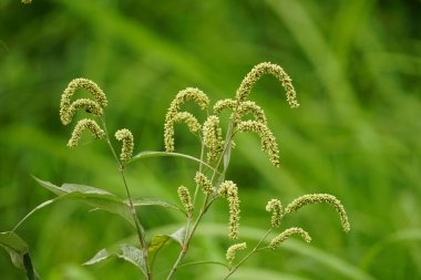 Bahçedeki çimenler