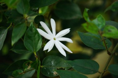 doğada beyaz Yasemin