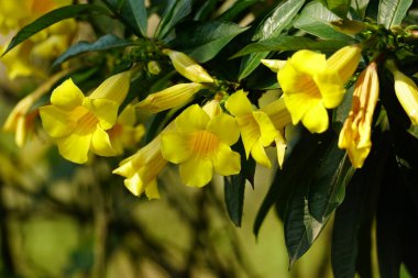 Allamanda katarka çiçeğine yakın plan.