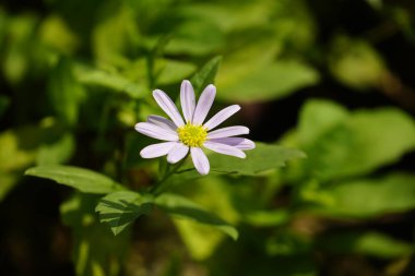 Bahçedeki güzel çiçekler